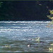 Dennis Roscoe Photo 8