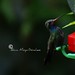 Rogelio Sanchez Photo 39
