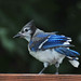 Jay Young Photo 24
