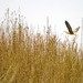 Douglas Haas Photo 15