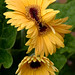 James Gerber Photo 15