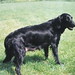 Homer Conner Photo 5