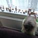 Tracey Rowe Photo 15