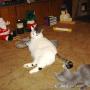 Donna Fletcher Photo 12