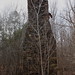Harold Hedges Photo 13