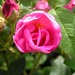 Rosa Nicholas Photo 24