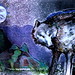 Joy Wolf Photo 16