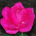 Maria Rose Photo 14
