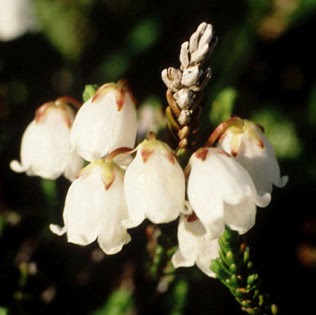 Heather Mckenzie Photo 29