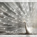 Deborah Strong Photo 21