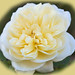 Rose Houston Photo 28