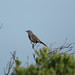 Robin Samples Photo 10