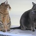 Tabitha Brown Photo 21