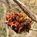 Kew Lee Photo 7