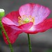 Eugene Flowers Photo 10