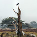 Heather Crow Photo 2