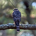 Shari Sharp Photo 14