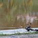 Rod Pool Photo 9