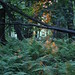 Stephen Fern Photo 14