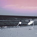 John Zech Photo 11
