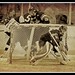 Don Macphail Photo 11