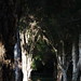 Milton Lang Photo 13