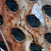 Kristin Walls Photo 16