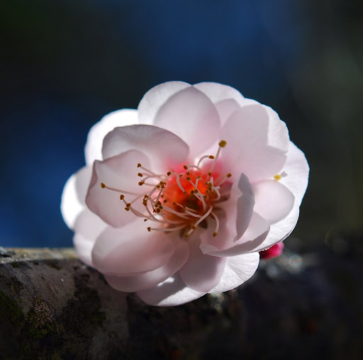 Christina Liu Photo 16