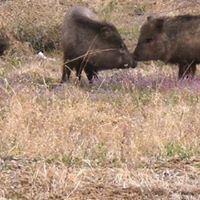 Lois Pruitt Photo 8