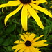 Susan Lowe Photo 20