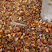 Rosemarie Shell Photo 2