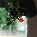 Wanda Flores Photo 33
