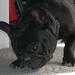Winston Chew Photo 14