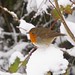 Robin Middleton Photo 40