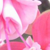 Ann Holman Photo 10