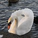 Maureen Swan Photo 21