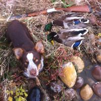 Craig Despain Photo 17