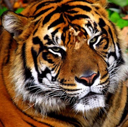 Javed Syed Photo 28