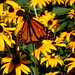 Susan Cox Photo 42