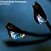 Harold Cole Photo 30