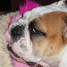 Tina Chew Photo 6