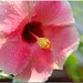 Gwendolyn Flowers Photo 4