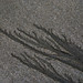 Ann Hedges Photo 18