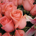Rosa Rose Photo 11