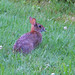 David Tibbetts Photo 24