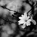 Bud Garrison Photo 14