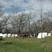 Charles Camp Photo 27