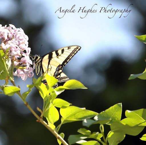 Angela Hughes Photo 26