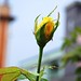 Rosella Rose Photo 13
