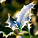 Holly Winter Photo 43
